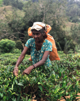 OUAT Sri lanka Culture 