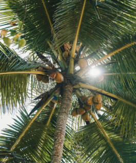 OUAT Sri Lanka pexel esrageziyor 