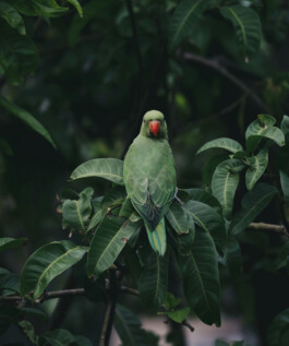 SRI LANKA OUAT pexel isharakasthuriarachchi 