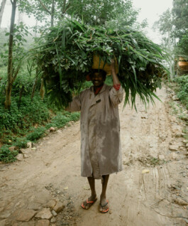 OUAT Sri Lanka Pexel Lena Goncharova 