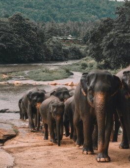 OUAT SRI LANKA UNSPLASH Alex Azabache