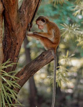 OUAT - Once Upon A Trip Sri Lanka