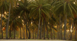 OUAT Palm trees Sri Lanka beach 