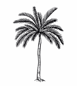 ONCE UPON A TRIP SRI LANKA illustration palm tree 