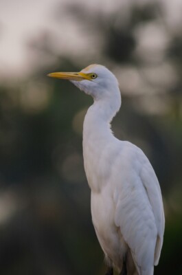 OUAT - Once Upon A Trip Sri Lanka